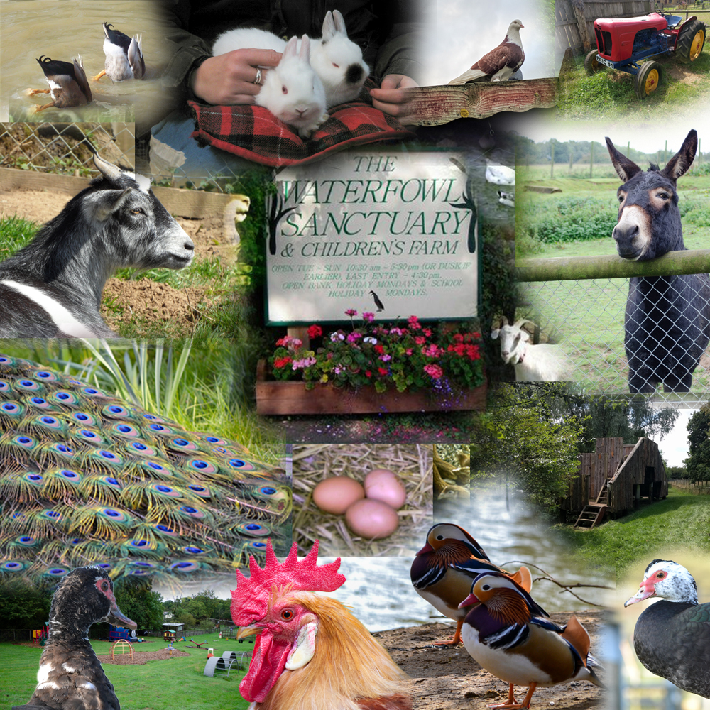 Waterfowl Sanctuary and Children’s Farm